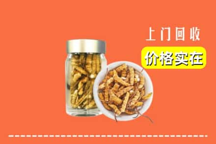 云浮市新兴回收散虫草